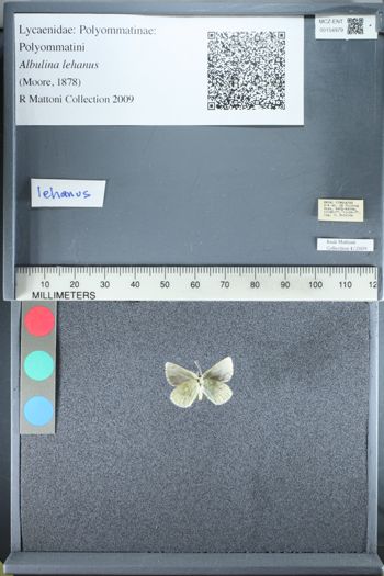 Media type: image;   Entomology 154979